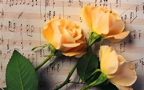 Spreading smiles and happiness through flowers. Wallpaper : flowers, music, yellow, notes, color, leaf ...