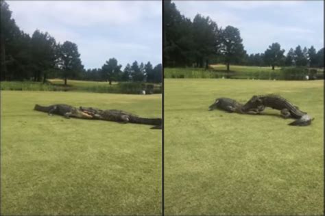 Attack Mode Video Of Two Alligators Epic Face Off In Middle Of Golf