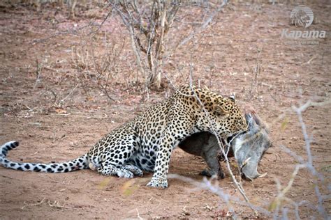 Leopard Caught A Warthog Kapama Blog