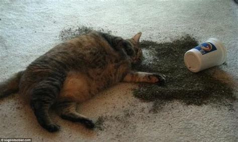 Photos Of Felines High On Catnip Sweeping Social Media Daily Mail