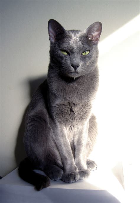 You'll find pictures of cats and kittens. Korat Info, Personality, Kittens, Pictures
