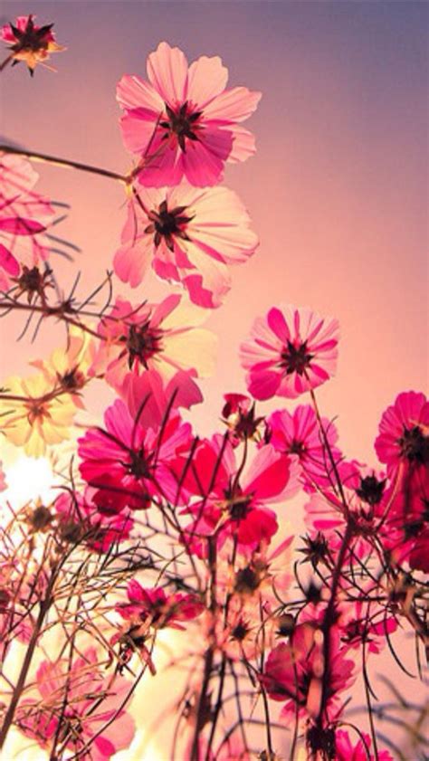 Free Download Flowers Wallpapers For Iphone 5 640x1136 Hd Iphone 5