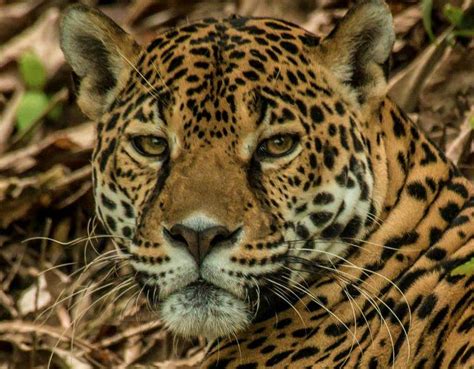 Just some of the amazing animals that live in the rainforest. Species Profile: Jaguar (Panther onca) | Rainforest Alliance