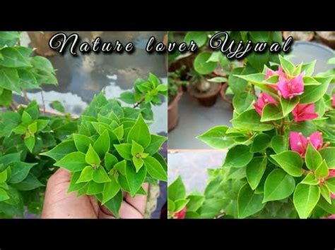 Most gardeners would agree that applying the best fertilizers for geraniums helps them grow strong roots and boost the production of beautiful flowers. Flowering booster for bougainvillea || Best Fertilizer for ...
