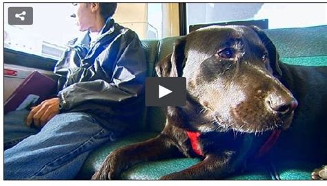 Seattle Dog Figures Out Buses Starts Riding Solo To The Dog Park