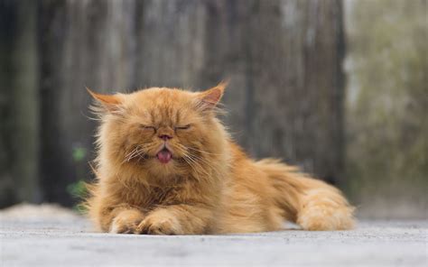 6 Odd Cat Behaviors Explained