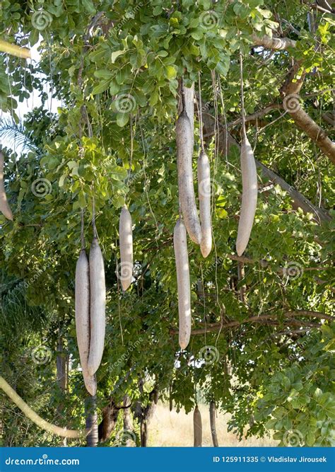 Sausage Tree Kigelia Africana With Fruits Namibia Stock Image Image