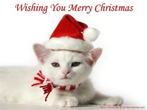 Cute Christmas Cat Wallpapers Top Free Cute Christmas Cat Backgrounds
