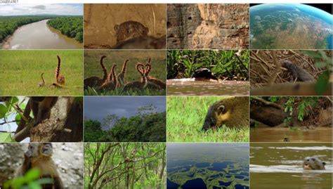 دانلود مستند حیات وحش برزیل Bbc Earth Wild Brazil 2014