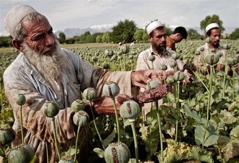 Afghanistan Set Record For Growing Opium In 2014