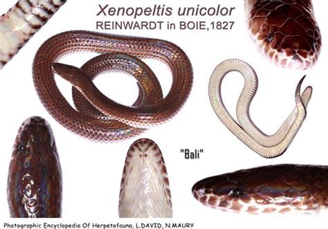 Xenopeltis Unicolor The Reptile Database