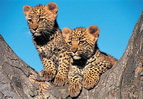 African Leopard Facts Distribution Habitat Diet Pictures
