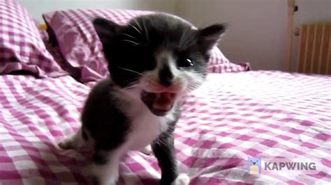 Cute Kitten Cats Meowing Youtube