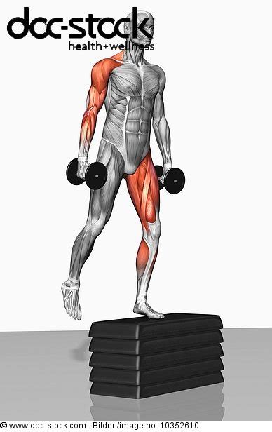The Muscles Involved In Dumbbell Step Up Exercises The