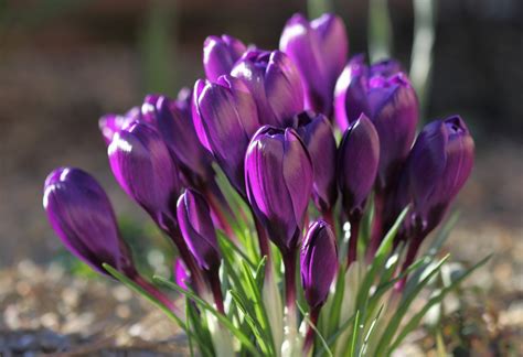 Crocus Full Hd Wallpaper And Background 2048x1402 Id373028