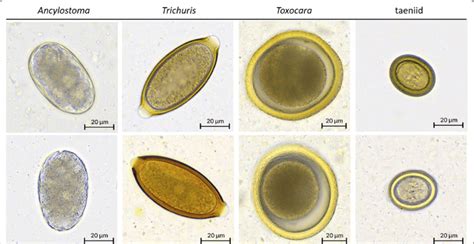 Vetscan Imagyst Images Of Individual Fecal Parasite Eggs Each Column