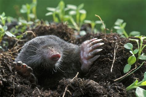 This Is The Easiest Way To Get Rid Of The Moles In Your Yard Weird