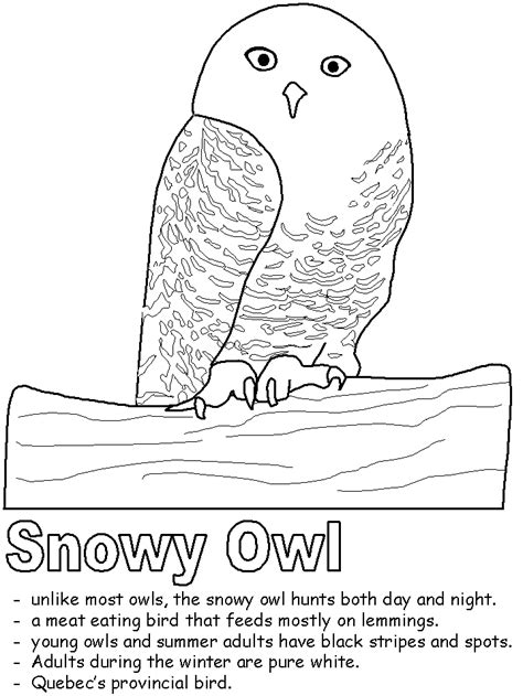 Free coloring pages to print or color online. Snowy Owl Coloring Page | Owl coloring pages