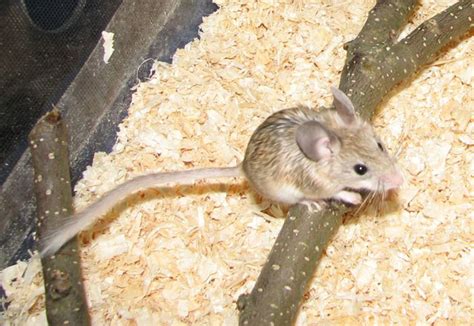 Calomyscidae Mouse Like Hamsters Wildlife Journal Junior