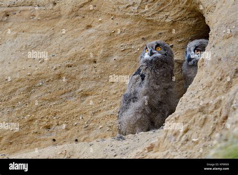 Eurasian Eagle Owls Europaeische Uhus Bubo Bubo Young Chicks In