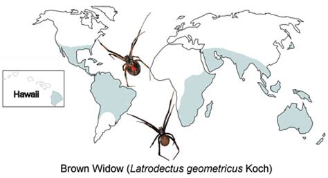 Black Widow Spider Habitat Map