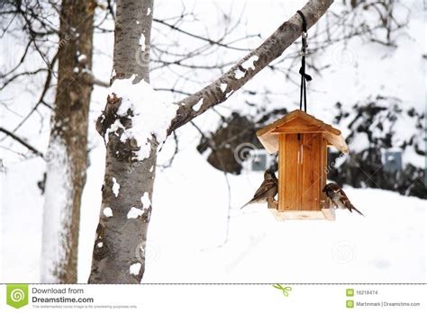 Winter Scene With Snow And Birds Stock Images Image