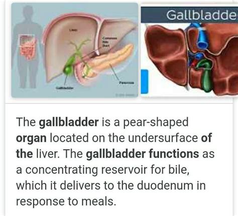 What Is The Role Played By Gall Bladder In Human Body Brainly In