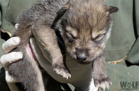 Six Captive Mexican Wolf Newborns Released To The Wild Wolf