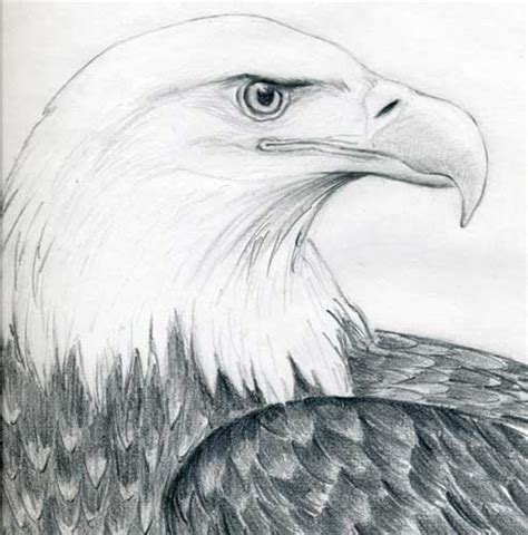 How To Draw An Eagle Flying Realistic Head Easy And Step By Step