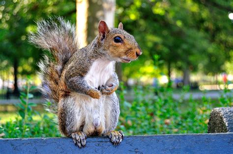 Squirrel Funny Look Wallpapers Hd Desktop And Mobile