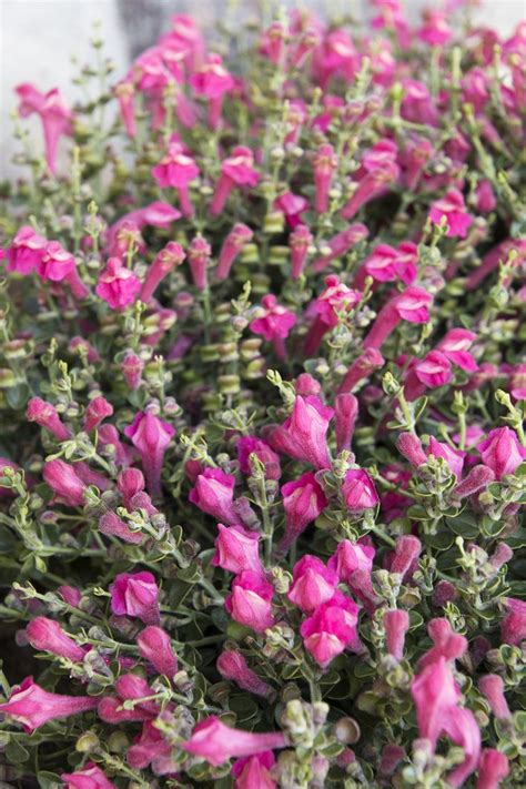 Aug 16, 2017 · abc knows texas plants living in texas is unlike living anywhere else, with its beautiful weather all year round, even if it is a bit hot and steamy in the middle of summer. Pink Texas Skullcap - Monrovia - Pink Texas Skullcap ...