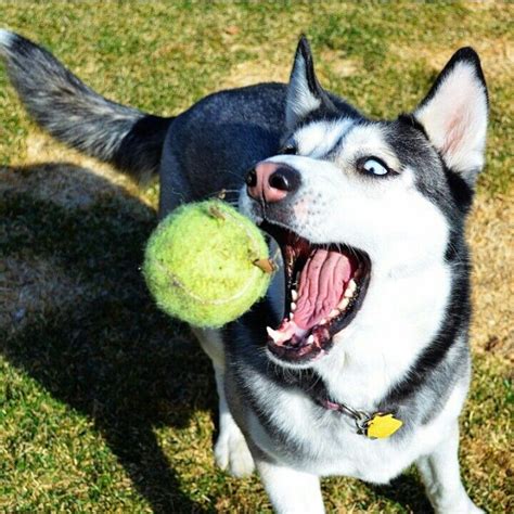 Siberian Husky Catching A Ball Really Cute Dogs Siberian Husky