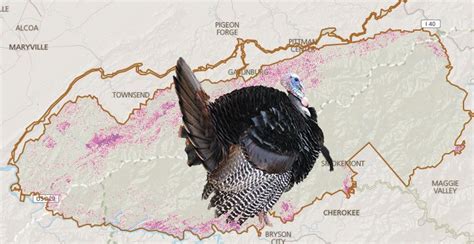 Wild Turkey Distribution Map Smoky Mountains Smokies Great Smoky