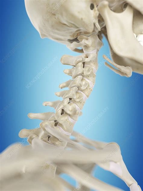 Human Cervical Spine Artwork Stock Image F0094519 Science Photo