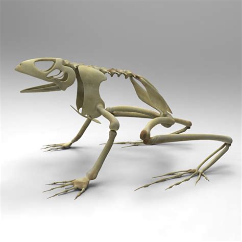 3d Frog Skeleton Model