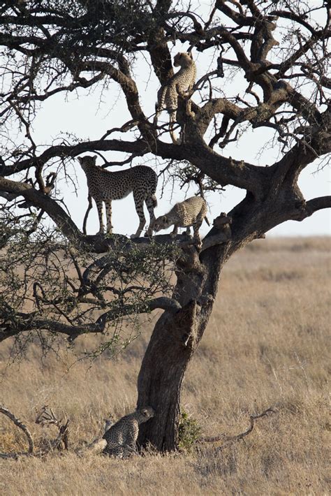 Cheetah in a tree | This cheetah family was teaching it's ...