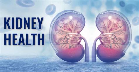 Kidney Health And Why Its So Important For Bodybuilding And Fitness