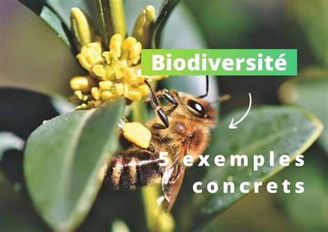 Biodiversité 5 Façons De Préserver Les écosystèmes à Léchelle De L