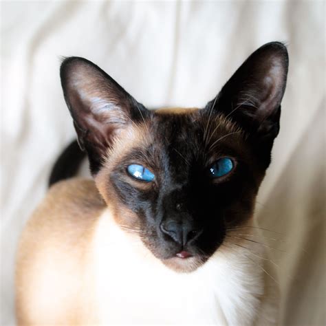 Herbie Our Suave And Sophisticated Seal Point Siamese Cat 💙 Siamese