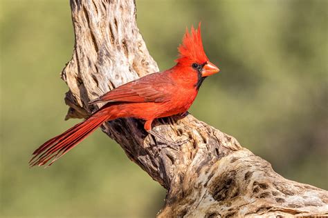 For Male Northern Cardinals The Redder The Better Focusing On Wildlife
