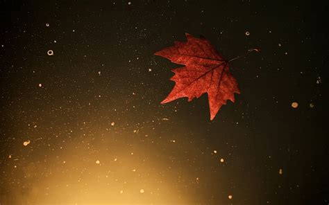 Autumn Leaf In Water Hd Desktop Wallpapers 4k Hd