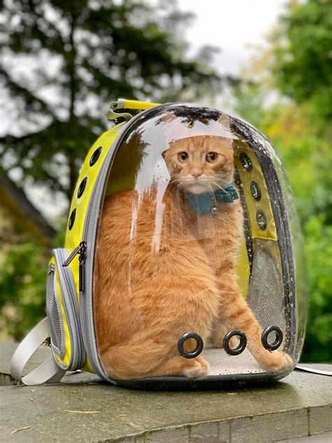 Lollimeow Bubble Backpack Awesome Bag For Your Adventure Cats — Mr