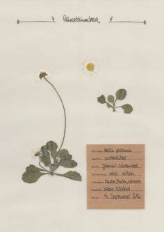 Stavanger sentrum er regionens største kjøpesenter med over 200 flotte 17. Herbarium | Natur | Herbarium vorlage, Blumen skizzen und ...