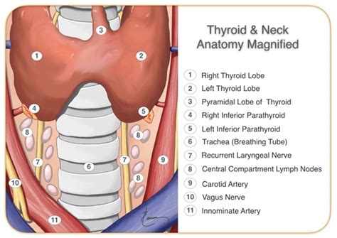 Neck Throat Anatomy Diagram