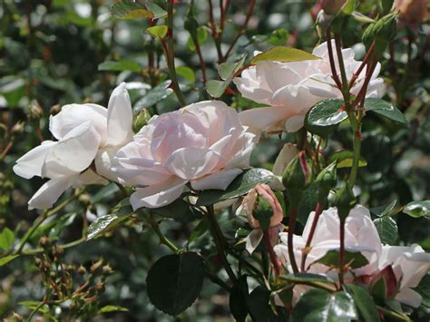 So it basically has no immediate parents. Kletterrose 'New Dawn' - Alles erfahren über Blüte, Duft & Co.