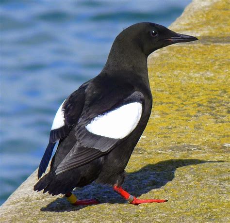 Birding For Pleasure Black Guillemots Are Back In Bangor Co Down