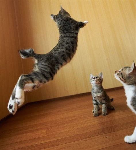 16 Best Animal Gymnastics Images On Pinterest Kitty Cats Funny