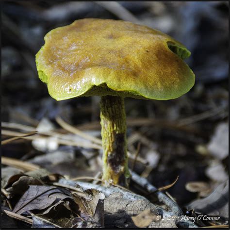 Golden Mushroom Plant And Nature Photos Retained Images