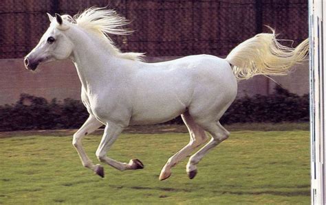 Pure White Arabian Horse