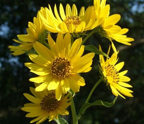 Sawtooth Sunflower Late Summer Early Fall Native Plants Flower
